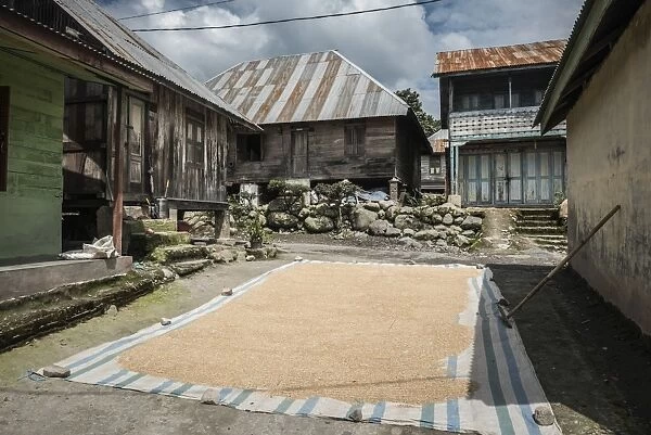Coffee beans drying in the sun in a village in the foothills of Sinabung Volcano