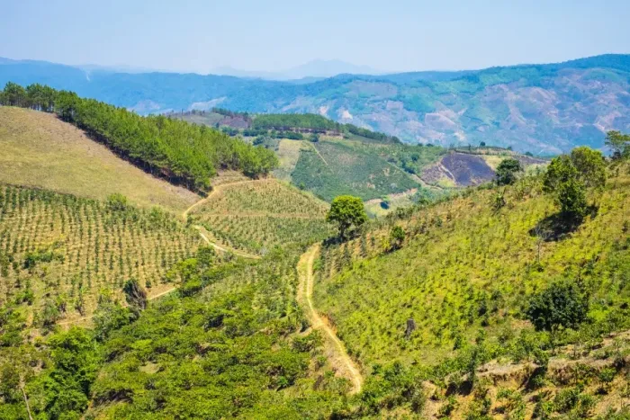 Framed Print : Coffee plantations in Central Highlands, Lam Ha District, Lam Dong Province, Vietnam Framed Print : Coffee plantations in Central Highlands, Lam Ha District, Lam Dong Province, Vietnam