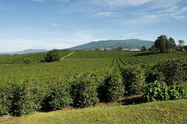 Coffee plantations on the slopes of the Poas Volcano, near San Jose, Costa Rica
