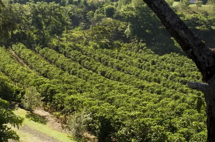 Framed Print : Coffee plantations on the slopes of the Poas Volcano, near San Jose, Costa Rica Framed Print : Coffee plantations on the slopes of the Poas Volcano, near San Jose, Costa Rica