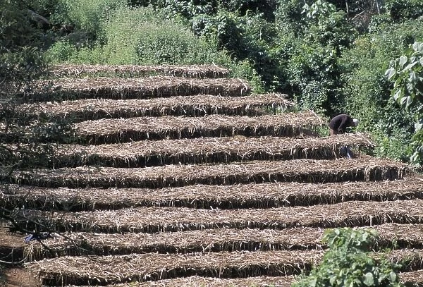 Coffee plants grown under shade, Bendele region, Oromo country, Ilubador state