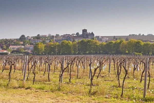 Cognac vineyards near to the village of Juillac le Coq, Charente, France, Europe