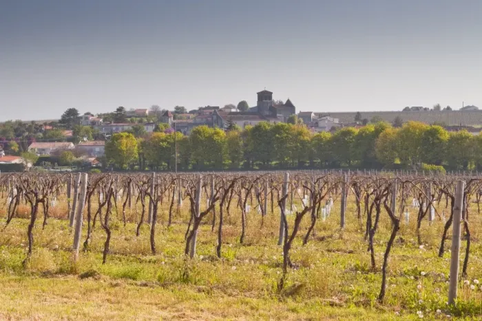 Framed Print : Cognac vineyards near to the village of Juillac le Coq, Charente, France, Europe Framed Print : Cognac vineyards near to the village of Juillac le Coq, Charente, France, Europe