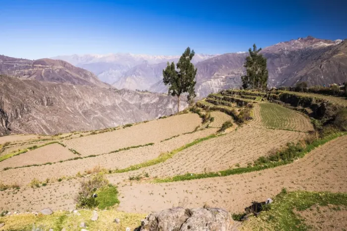 Framed Print : Colca Canyon pre-Inca terraces and farmland at Cabanaconde, Peru, South America Framed Print : Colca Canyon pre-Inca terraces and farmland at Cabanaconde, Peru, South America