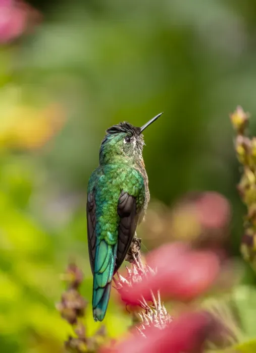 Framed Print : Colibri Hummingbird, La Montana, Salento, Quindio Department, Colombia Framed Print : Colibri Hummingbird, La Montana, Salento, Quindio Department, Colombia