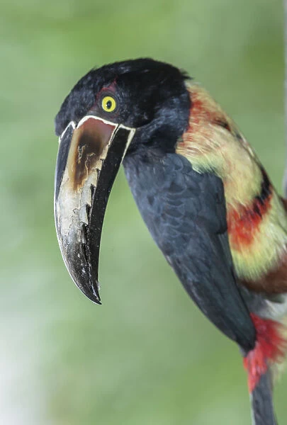 Collared Aracari (Pteroglossus torquatus), Sarapiqui, Costa Rica, Central America