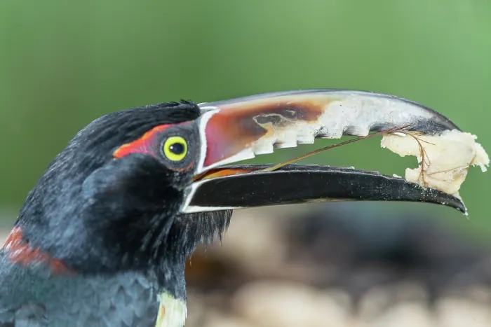 Framed Print : Collared Aracari (Pteroglossus torquatus) eating, Sarapiqui, Costa Rica, Central America Framed Print : Collared Aracari (Pteroglossus torquatus) eating, Sarapiqui, Costa Rica, Central America