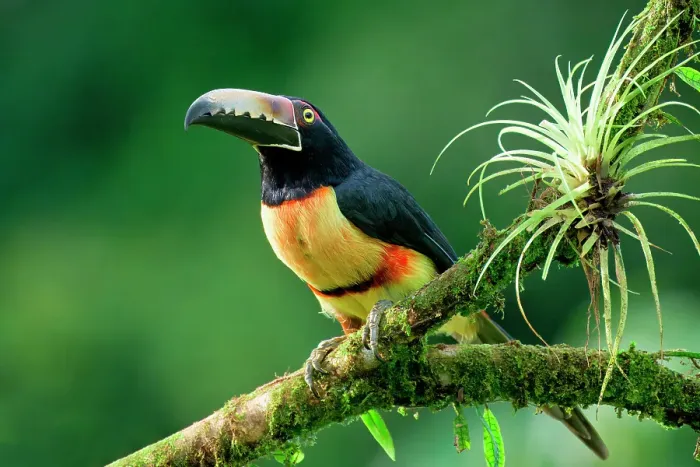 Framed Print : Collared aracari (Pteroglossus torquatus) sitting on a branch, Costa Rica Framed Print : Collared aracari (Pteroglossus torquatus) sitting on a branch, Costa Rica