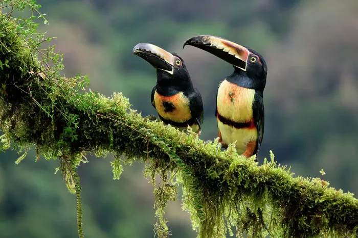 Framed Print : Two Collared aracari (Pteroglossus torquatus) sitting on a mossy branch, Costa Rica Framed Print : Two Collared aracari (Pteroglossus torquatus) sitting on a mossy branch, Costa Rica