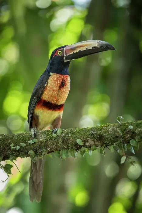 Framed Print : Collared Aracari Toucan (Pteroglossus torquatus), Sarapiqui, Costa Rica, Central America Framed Print : Collared Aracari Toucan (Pteroglossus torquatus), Sarapiqui, Costa Rica, Central America
