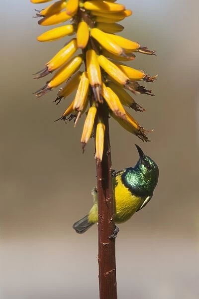 Collared sunbird male (Hedydipna collaris) on aloe, Kruger National Park, South Africa, Africa