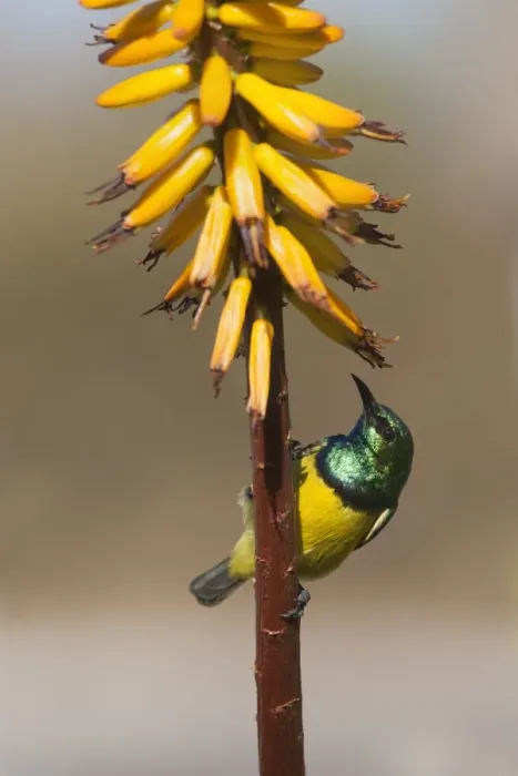 Framed Print : Collared sunbird male (Hedydipna collaris) on aloe, Kruger National Park, South Africa, Africa Framed Print : Collared sunbird male (Hedydipna collaris) on aloe, Kruger National Park, South Africa, Africa