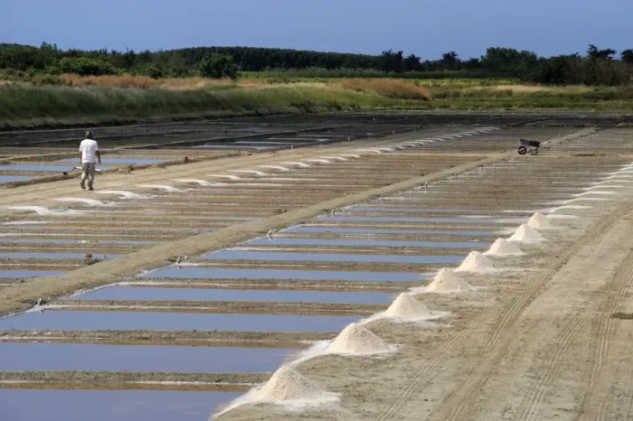 Framed Print : Collecting salt in salt pans, Ars-en-Re, Ile de Re, Charente Maritime, France, Europe Framed Print : Collecting salt in salt pans, Ars-en-Re, Ile de Re, Charente Maritime, France, Europe