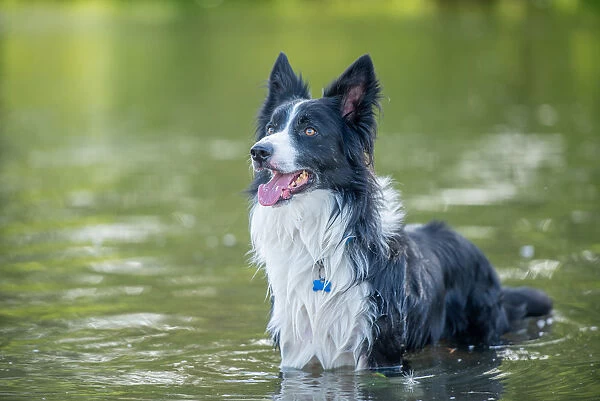Collie standing in a river, United Kingdom, Europe