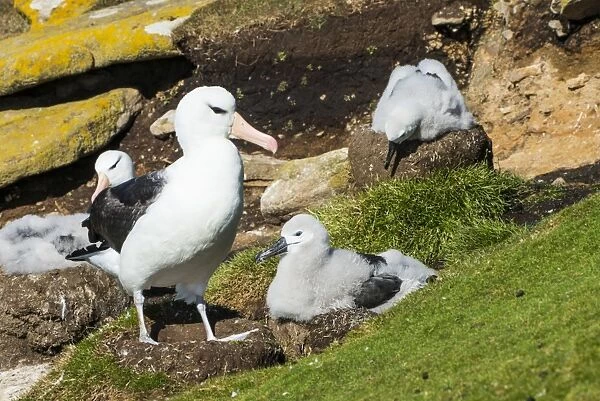 Colony of black-browed albatross (Thalassarche melanophris), Saunders Island, Falklands