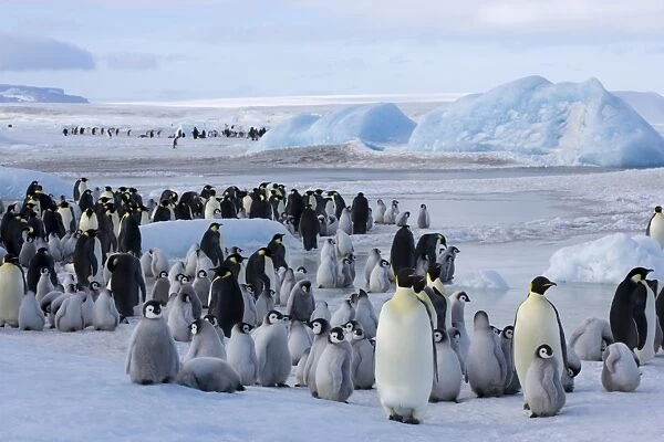 Colony of emperor penguins (Aptenodytes forsteri), Snow Hill Island, Weddell Sea