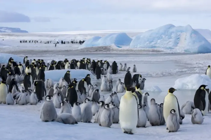 Framed Print : Colony of emperor penguins (Aptenodytes forsteri), Snow Hill Island, Weddell Sea Framed Print : Colony of emperor penguins (Aptenodytes forsteri), Snow Hill Island, Weddell Sea