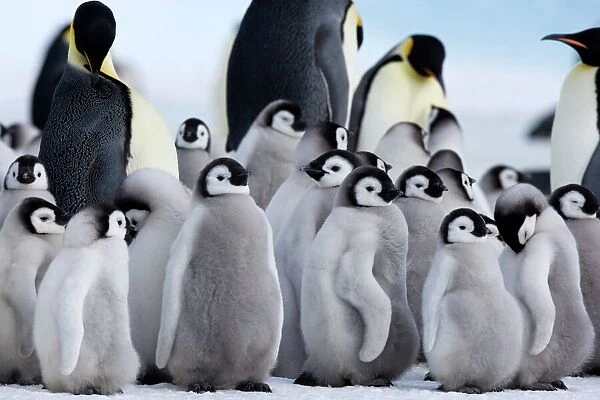 Colony of Emperor penguins (Aptenodytes forsteri) and chicks, Snow Hill Island