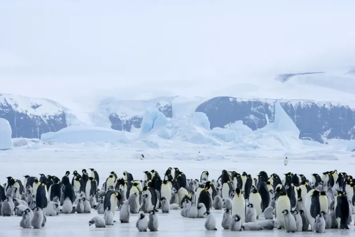 Framed Print : Colony of emperor penguins (Aptenodytes forsteri), Snow Hill Island, Weddell Sea Framed Print : Colony of emperor penguins (Aptenodytes forsteri), Snow Hill Island, Weddell Sea