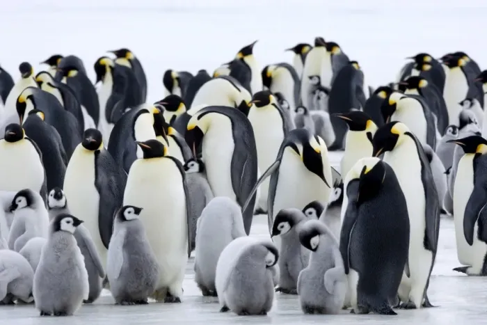 Framed Print : Colony of Emperor penguins (Aptenodytes forsteri) and chicks, Snow Hill Island Framed Print : Colony of Emperor penguins (Aptenodytes forsteri) and chicks, Snow Hill Island
