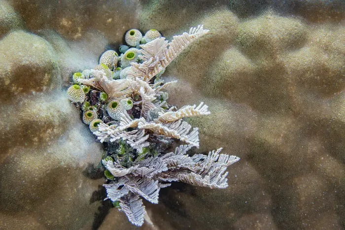 Framed Print : A colony of green barrel sea squirts (Didemnum molle), out over the reef off Bangka Island, Indonesia, Southeast Asia, Asia Framed Print : A colony of green barrel sea squirts (Didemnum molle), out over the reef off Bangka Island, Indonesia, Southeast Asia, Asia
