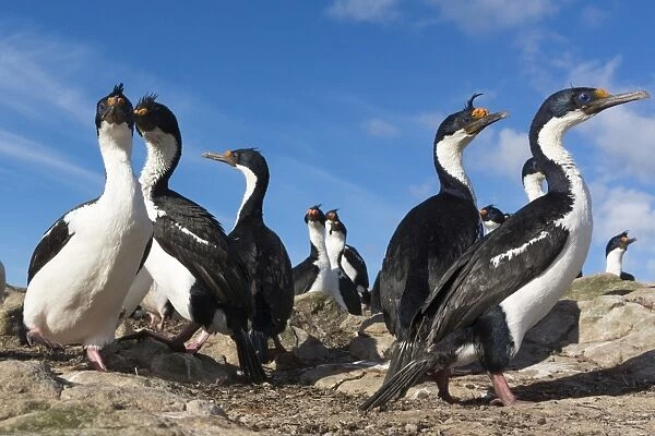 A colony of Imperial shags (Leucocarbo atriceps), Falkland Islands, South America