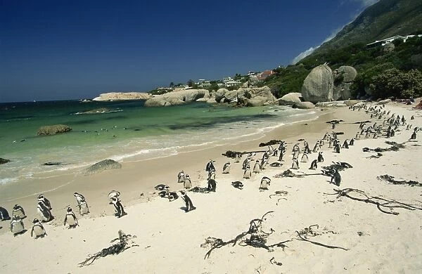 Colony of jackass penguins, Boulders Beach, near Simons Town, False Bay