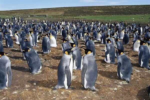 Colony of king penguins (Aptenodytes patagonicus), Volunteer Point, East Falkland