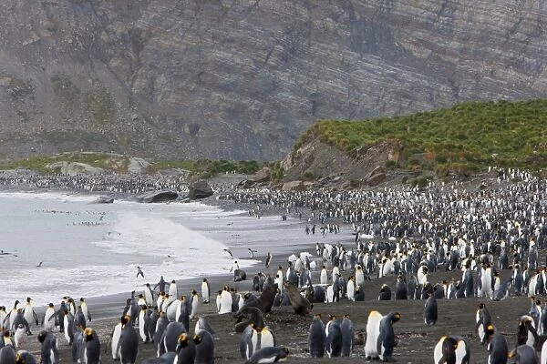 Colony of king penguins (Aptenodytes patagonicus), Gold Harbour, South Georgia