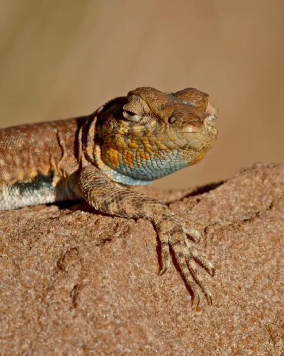 Framed Print : Colorado side-blotched lizard (Uta stansburiana uniformis), Canyon Country Framed Print : Colorado side-blotched lizard (Uta stansburiana uniformis), Canyon Country