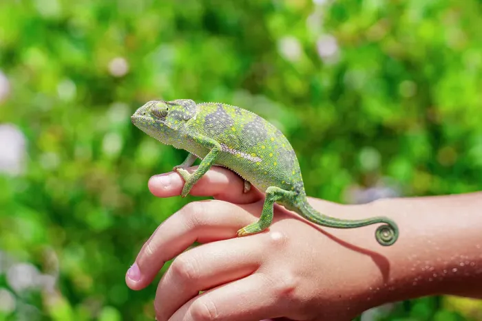 Framed Print : Colorful chameleon resting on a little boy's hand, Zanzibar, Tanzania, East Africa, Africa Framed Print : Colorful chameleon resting on a little boy's hand, Zanzibar, Tanzania, East Africa, Africa