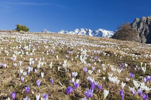 Colorful crocus in meadows framed by snowy peaks, Alpe Granda, Sondrio province, Masino Valley