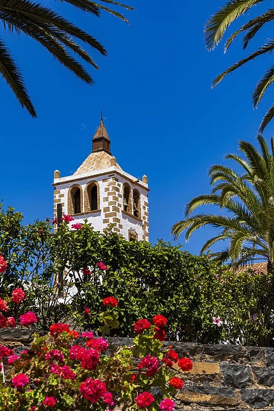 Colorful flowers framing Santa Maria church tower under the blue sky, Betancuria