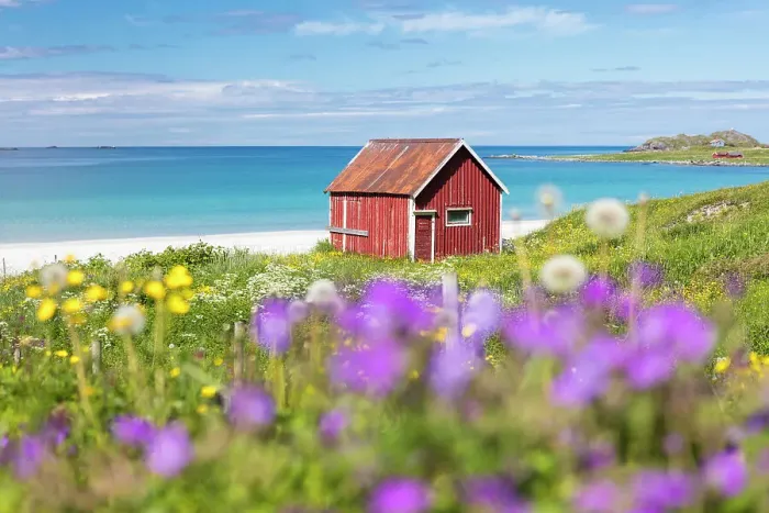 Framed Print : Colorful flowers on green meadows frame the typical rorbu surrounded by turquoise sea Framed Print : Colorful flowers on green meadows frame the typical rorbu surrounded by turquoise sea