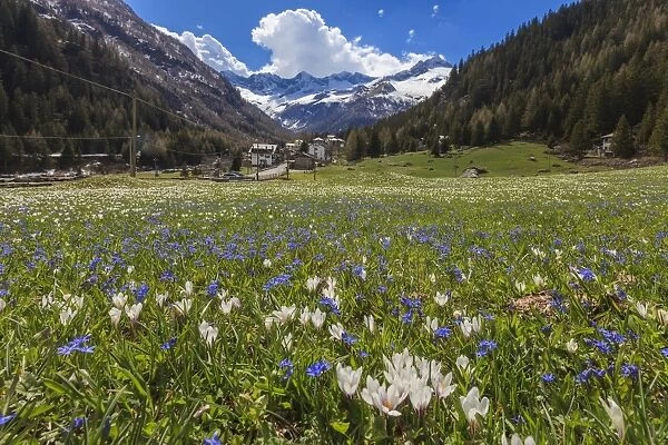 Colorful flowers on green meadows framed by the alpine village of Chiareggio, Malenco Valley
