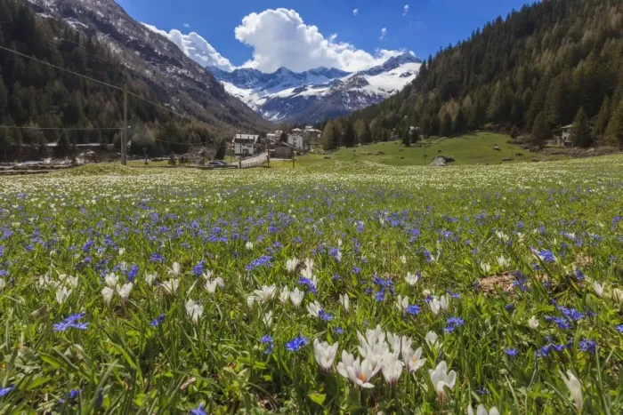 Framed Print : Colorful flowers on green meadows framed by the alpine village of Chiareggio, Malenco Valley Framed Print : Colorful flowers on green meadows framed by the alpine village of Chiareggio, Malenco Valley