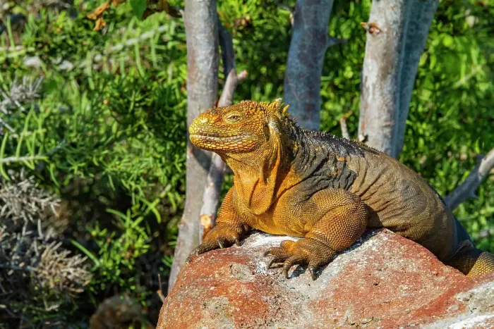 Framed Print : The very colorful Galapagos land iguana (Conolophus subcristatus) in the Galapagos Island Archipelago, UNESCO World Heritage Site, Ecuador, South America Framed Print : The very colorful Galapagos land iguana (Conolophus subcristatus) in the Galapagos Island Archipelago, UNESCO World Heritage Site, Ecuador, South America