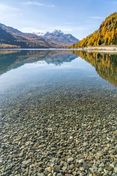 Framed Print : Colorful larch trees mirrored in Lake Silvaplana in autumn, St
