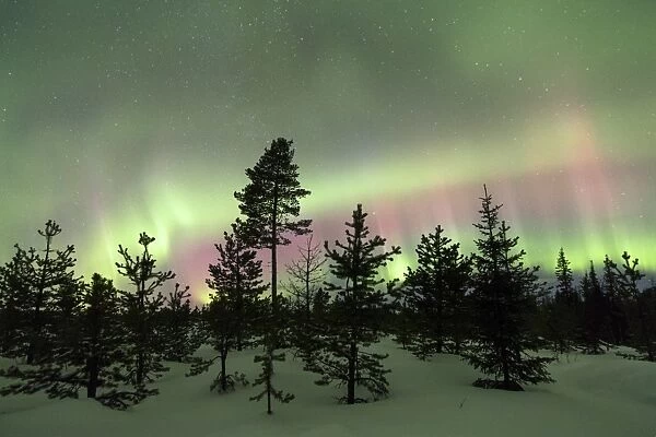 Colorful lights of the Northern Lights (Aurora Borealis) and starry sky on the snowy woods
