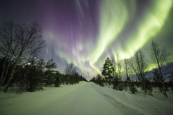 Colorful lights of the Northern Lights (Aurora Borealis) and starry sky on the snowy woods