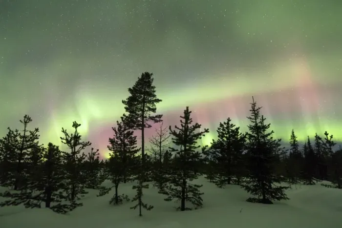 Framed Print : Colorful lights of the Northern Lights (Aurora Borealis) and starry sky on the snowy woods Framed Print : Colorful lights of the Northern Lights (Aurora Borealis) and starry sky on the snowy woods
