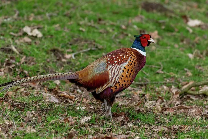 Framed Print : Colorful male pheasant bird walking on grassy field with fallen leaves, United Kingdom, Europe