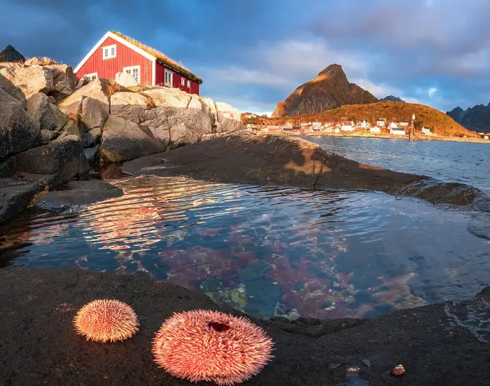 Framed Print : Colorful sea anemones on rocks framing a lone fisherman cabin at dawn, Reine, Lofoten Islands, Nordland, Norway, Scandinavia, Europe Framed Print : Colorful sea anemones on rocks framing a lone fisherman cabin at dawn, Reine, Lofoten Islands, Nordland, Norway, Scandinavia, Europe