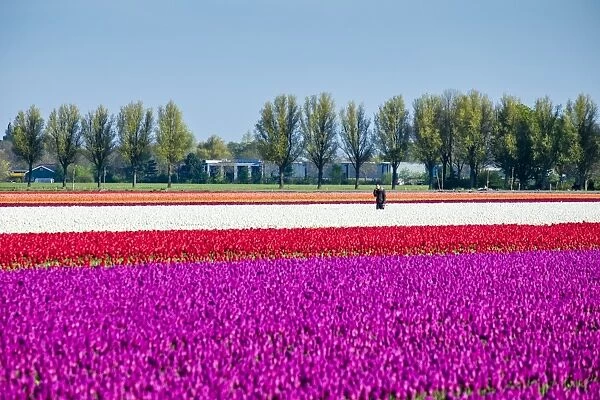 Colorful tulip fields in early spring, Venhuizen, North Holland, Netherlands, Europe