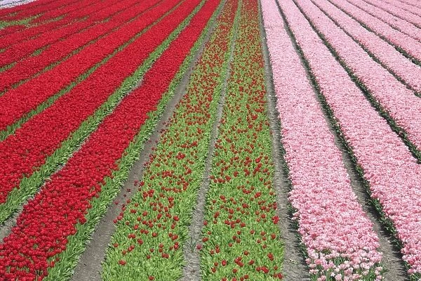 The colorful tulip fields in spring, Berkmeer, Koggenland, North Holland, Netherlands