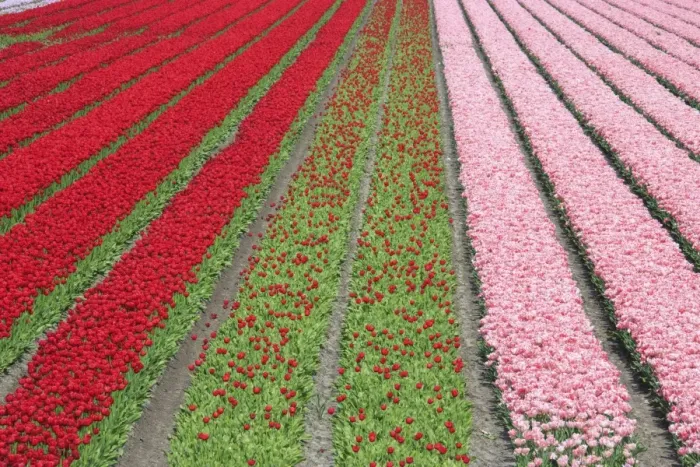 Framed Print : The colorful tulip fields in spring, Berkmeer, Koggenland, North Holland, Netherlands Framed Print : The colorful tulip fields in spring, Berkmeer, Koggenland, North Holland, Netherlands