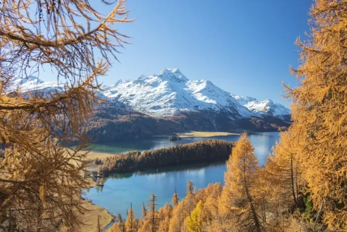 Framed Print : Colorful woods around Lake Sils framed by snowy peaks in the background, Maloja Framed Print : Colorful woods around Lake Sils framed by snowy peaks in the background, Maloja