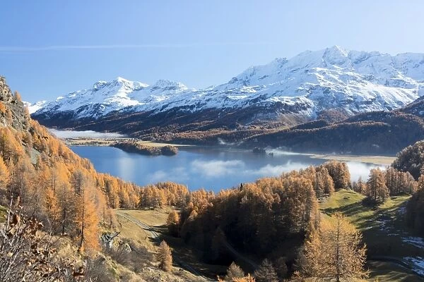 Colorful woods around Lake Sils with snowy peaks in the background, Maloja, Canton of Graubunden