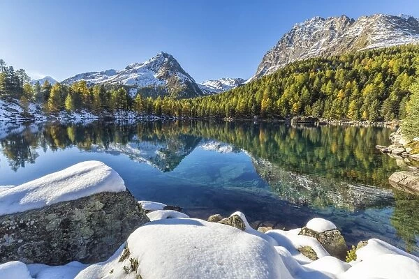Colorful woods and snowy peaks reflected in Lake Saoseo, Poschiavo Valley, Canton of Graubunden