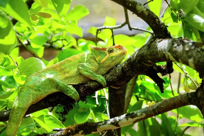 Framed Print : Coloured chameleons, Peyreras Private Reserve, Andasibe, Madagascar Framed Print : Coloured chameleons, Peyreras Private Reserve, Andasibe, Madagascar